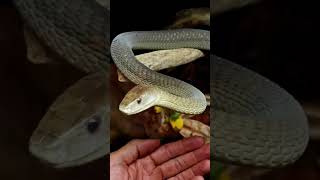 This Black Mamba Is Insanely Cool [upl. by Bikales]