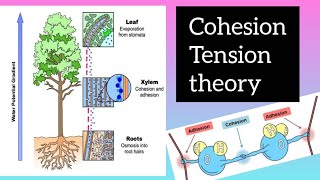 Cohesion  Tension theory [upl. by Ainahs]