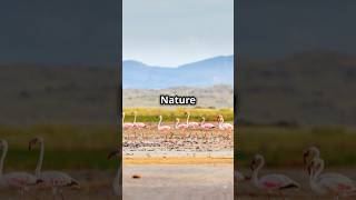 Facts about lake natron 🏞️ shorts [upl. by Uticas]