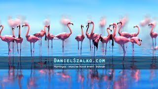 Flamingos  Maraee Royal event  Bahrain 2018 [upl. by Aissila405]