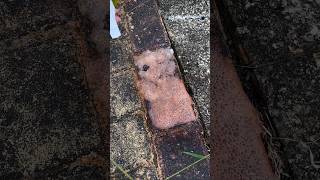 Oxalic acid cleaning agent can quickly remove old dirt from floor tiles viralvideo youtubeshorts [upl. by Assilam303]