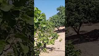 CAROB AND APRICOT TREES IN MY FOOD FOREST [upl. by Elylrac]