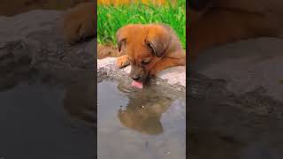 Thand😍😍🥰🥰cutepuppy funny viralvideo shorts feedshortscomedy pleasesubscribemychannel 🙏🙏 [upl. by Neemsaj]