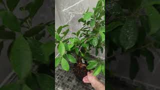 Day 3 Ficus Bonsai Retusa one yellow leaf Gentle watering soothing tunes and zen vibes chill [upl. by Nich]