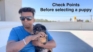 How to select a puppy  check points  best Rottweiler puppy [upl. by Phillada226]