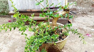 CARA MEMPERBESAR BATANG BONSAI [upl. by Eanad]