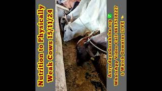 15 Nov 2024 Nutrition for Physically Weak Cows [upl. by Ycal89]