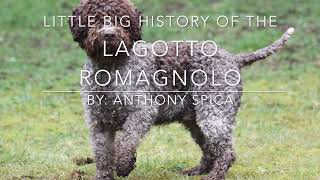 History of the Lagotto Romagnolo  Genealogy to Domestication Little Big History Project [upl. by Ecnerrot409]