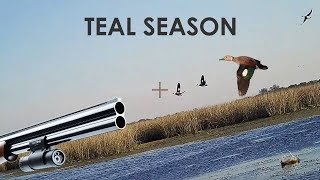 Duck Hunting Teal  25 Kills  by ShotKam [upl. by Aisak499]