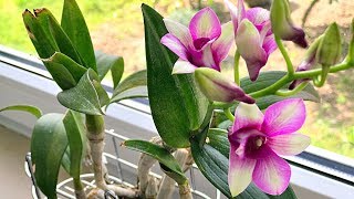 How to Grow Orchids Growing Orchids Orchid Care [upl. by Trepur204]