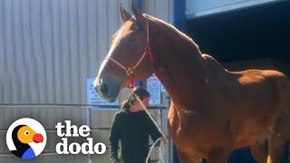 Giant Rescue Horse Who Worked For 20 Years Finally Retires  The Dodo [upl. by Bogart]