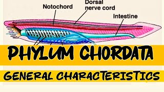 Phylum chordata  General characteristics  kingdom Animalia [upl. by Aitnahs]