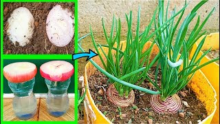 How To Grow Green Onions The Ultimate Hack  DIY Hydroponics [upl. by Parker847]