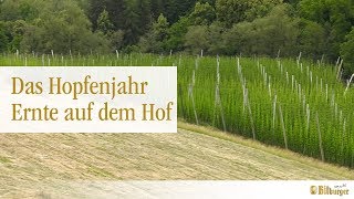 Das Hopfenjahr  Stationäre Ernte auf dem Hopfenhof [upl. by Aenil]