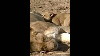 Lioness nursing her tiny cubs lion Shorts [upl. by Sanoj]