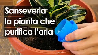 Sanseveria come coltivare in casa la pianta che purifica laria [upl. by Whit]