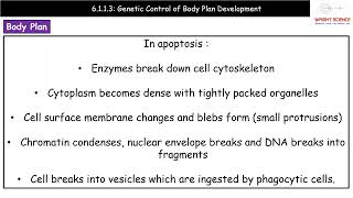 A Level Biology  6113  Genetic Control of Body Plan [upl. by Lytle]