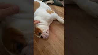 English Bulldog generalized Grand Mal seizure Epilepsy [upl. by Ajani]