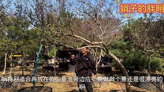 性价比超高的临水紫薇树，品种日照小叶红，庭院绿化首选它 [upl. by Namara]