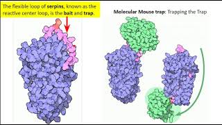 Mechanism of Alpha1 antitrypsin AAT Action [upl. by Ytissahc]