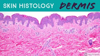 Skin Histology DERMIS the Epidermis cant live without it [upl. by Hite]