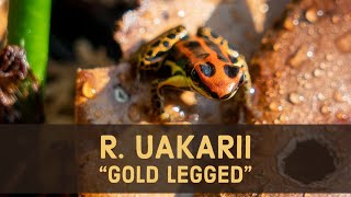 Ranitomeya uakarii quotGold Leggedquot Calling and Courting [upl. by Odine]