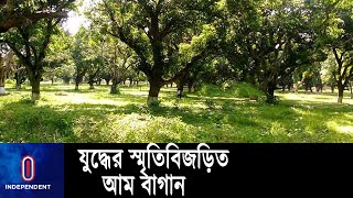 ৮৭ লাখ টাকা ব্যয়ে মুজিবনগর অম্রকানন রক্ষাণাবেক্ষণের উদ্যোগ ll Meherpur ll Mujibnagar ll Mango [upl. by Michiko]