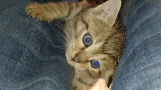 5 Cute Kittens Biting Scratching And Climbing Their Dads Legs [upl. by Bez]