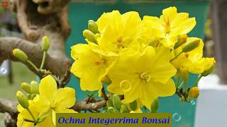 Ochna Integerrima Bonsai [upl. by Notnats212]