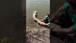 Rilascio siluro catfish fishingadventure fishing bigcatch catfish fyp fish [upl. by Joly]