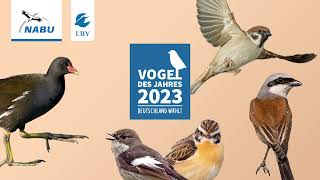 Vogel des Jahres 2023 Die Kandidaten im Check [upl. by Sears]