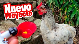 Pondremos Bebederos Automáticos para las Gallinas 🐔🐤 [upl. by Alecia]