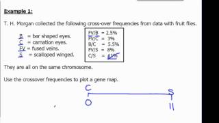 Gene Mapping [upl. by Hemetaf]