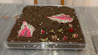 How to massive propagate Begonia Rex [upl. by Nnylyt]