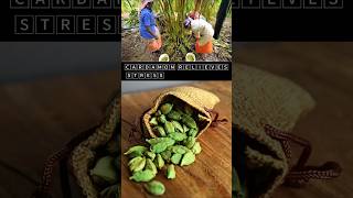 🅲🅰🆁🅳🅰🅼🅾🅼 relieves stressBenefits of Cardamom shorts cardamom cardamombenefits youtubeshorts [upl. by Anassor423]