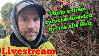 ThujaHecke extrem zurückschneiden Live [upl. by Yenaj511]