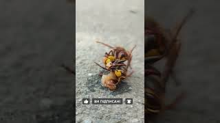 Hornet vs Hornet insects nature wasp fly mantis hornet hunting wasp [upl. by Guillermo]