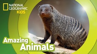 Banded Mongoose  Amazing Animals [upl. by Rimat543]