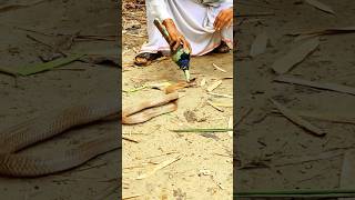 The man was able to catch the snake with binbasin rescue snake kingcobra [upl. by Ellenod]