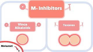 Microtubule Inhibitors Mechanism of Action [upl. by Ridinger]