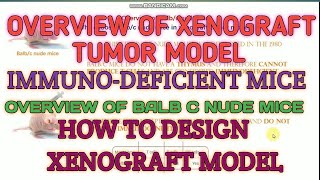 Overview of xenograft tumor model II Experimental design of xenograft model II Bulbc nude mice [upl. by Adnolehs]