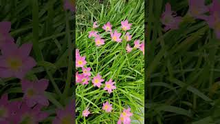 Zephyranthes Rosea Lindl enjoybeautifulnaturewithrurallife flowers beautifulnaturewithrurallife [upl. by Caitrin]