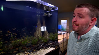 ADDING NEW FISH IN THE 800 GALLON AQUARIUM  Fish Room update Ep 76 [upl. by Zurheide339]