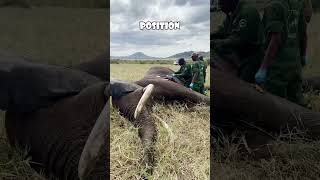 Saving a Bull Elephant from Poachers Arrow A Remarkable Rescue animals love 🐘💔 [upl. by Mccullough]