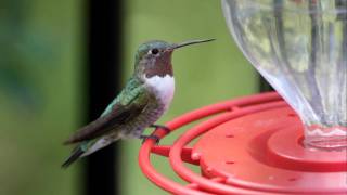 Broadtailed Hummingbird  Beattys Guest Ranch  Miller Canyon AZ  Sept 19 10 [upl. by Enicnarf]