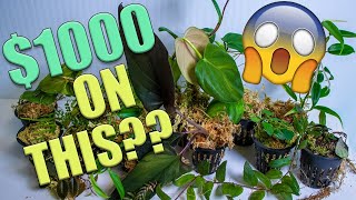 I SPENT 1000 on VIVARIUM PLANTS  PLANT UNBOXING [upl. by Corwun472]