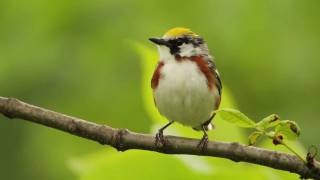 Chestnutsided Warbler [upl. by Estella658]