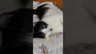 Is My Cat Really Sleeping  cat shorts cutecat [upl. by Dugan986]