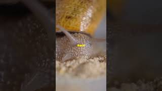 5 Surprising Snail Facts in 30 Seconds [upl. by Mumford]