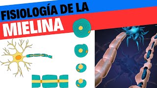 Formación y fisiología de la mielina Neurociencias 7 [upl. by Neibart153]